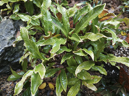 亚洲精品白浆高清久久久久久