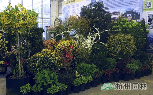 亚洲精品白浆高清久久久久久