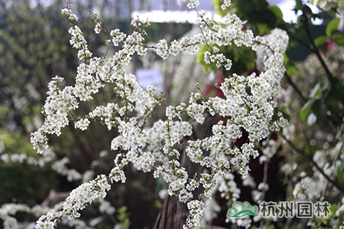 亚洲精品白浆高清久久久久久