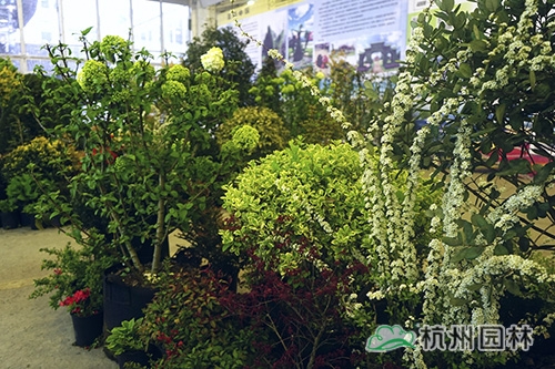 亚洲精品白浆高清久久久久久