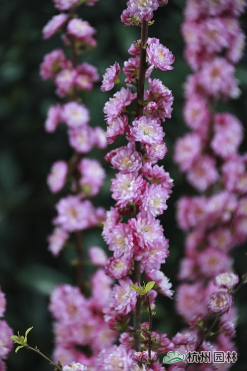 亚洲精品白浆高清久久久久久