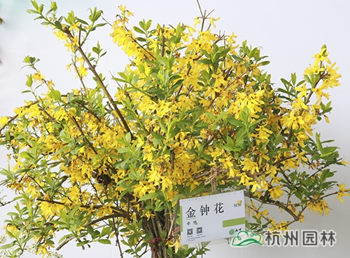 亚洲精品白浆高清久久久久久