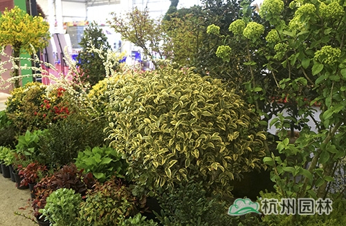 亚洲精品白浆高清久久久久久