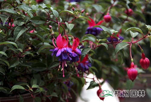 亚洲精品白浆高清久久久久久