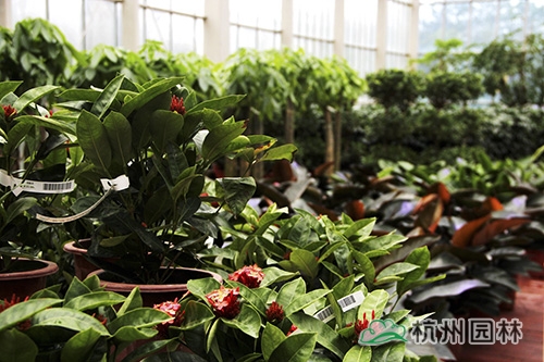 亚洲精品白浆高清久久久久久