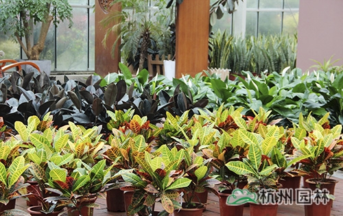 亚洲精品白浆高清久久久久久