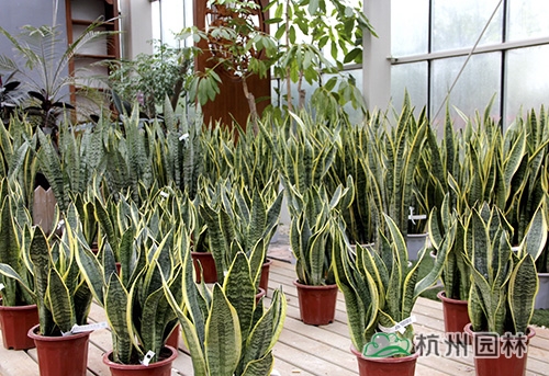 亚洲精品白浆高清久久久久久