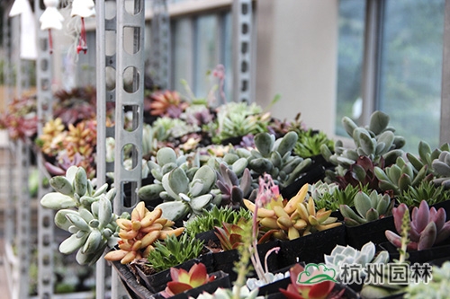 亚洲精品白浆高清久久久久久