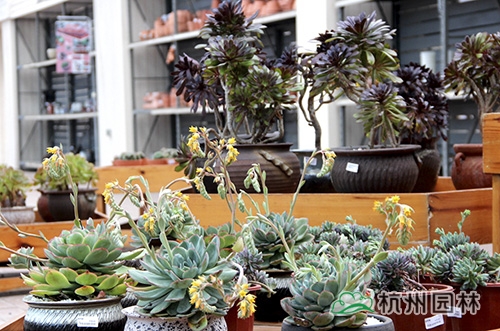 亚洲精品白浆高清久久久久久