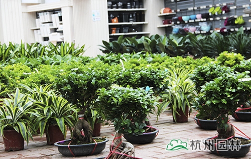 亚洲精品白浆高清久久久久久